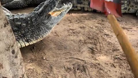 The crocodile sleeps after eating.