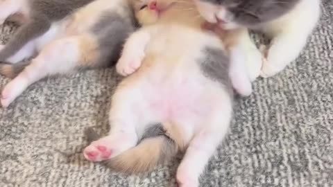 😂👀 You Won't Believe These Adorable Creatures Will Steal Your Heart! | FunFM