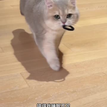 "Best Way to Deal with Little Kittens 🐱💕 | Cute & Helpful Tips"