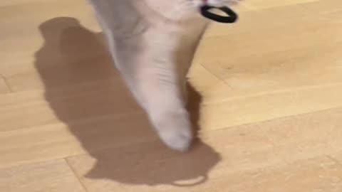"Best Way to Deal with Little Kittens 🐱💕 | Cute & Helpful Tips"