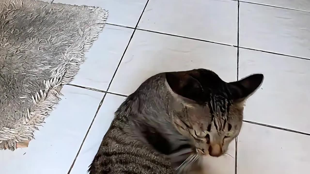 TAIGER is Tiger #aicat