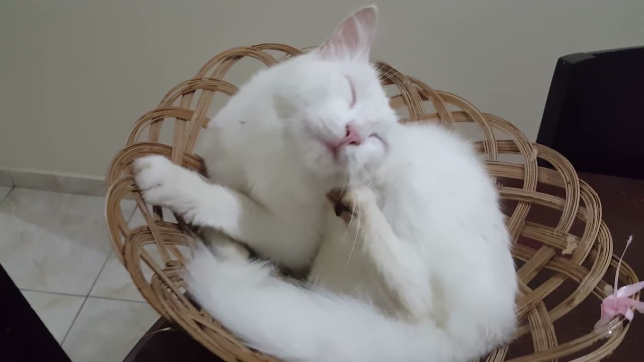 The Cutest Cats Ever! 😻✨ Prepare for Cuteness Overload!