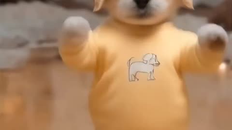 Funny videos