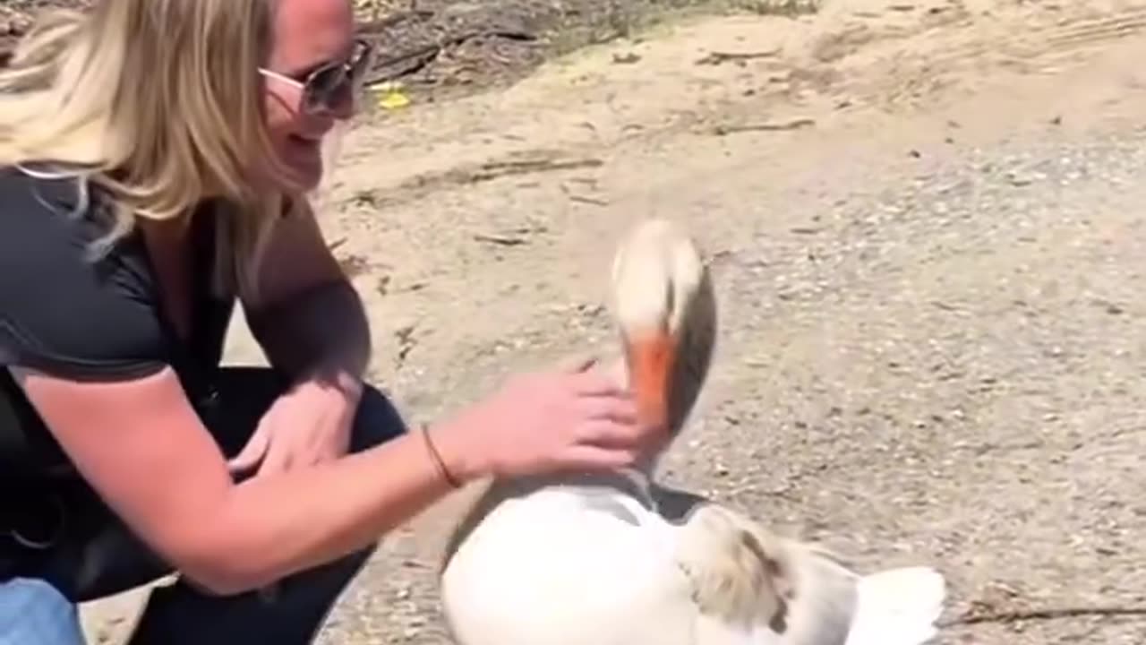 Toulouse geese