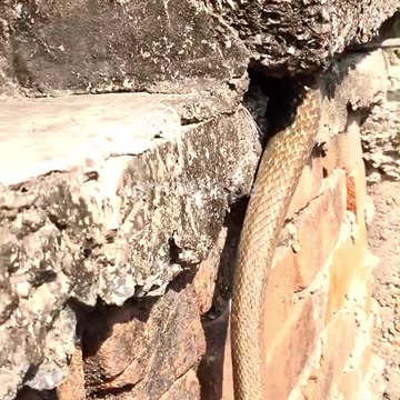 Snake's Cool Hideout Revealed!