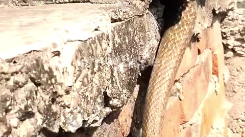 Snake's Cool Hideout Revealed!