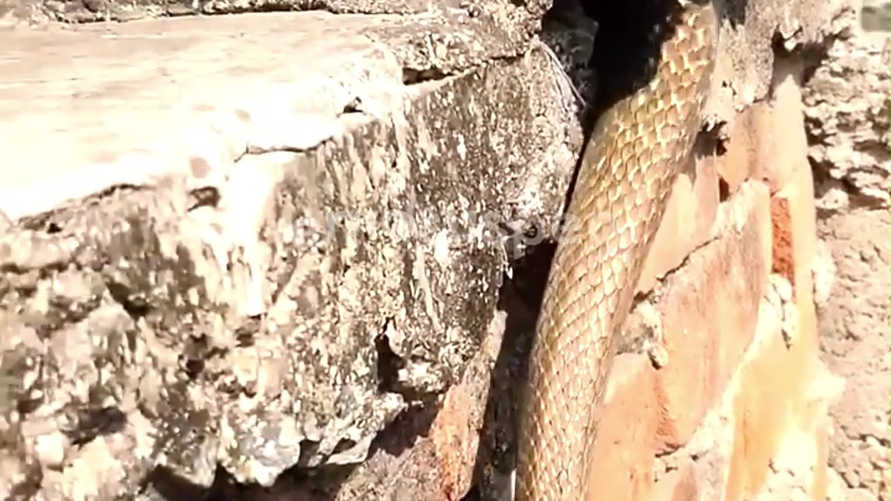Snake's Cool Hideout Revealed!