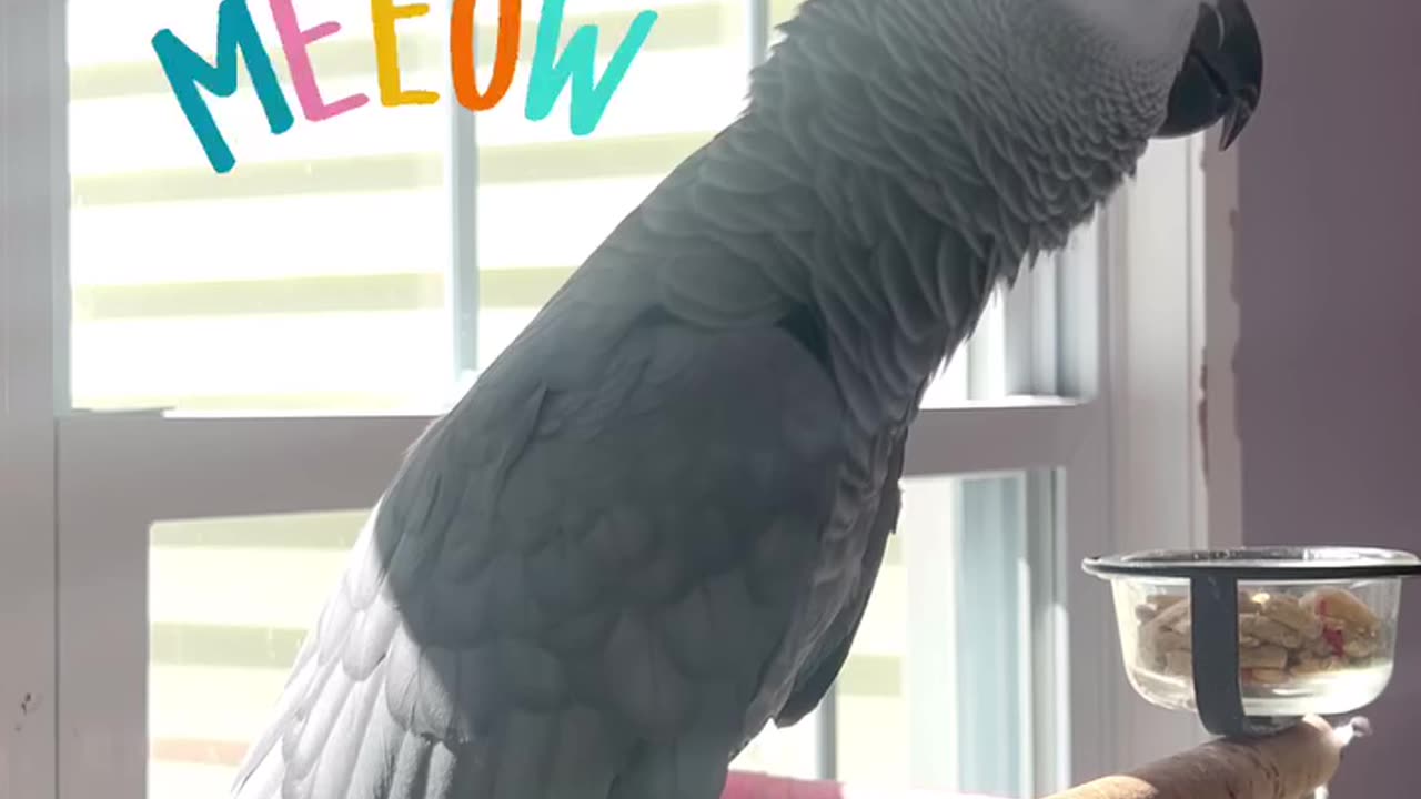 parrot calling the cats — too funny! 😂