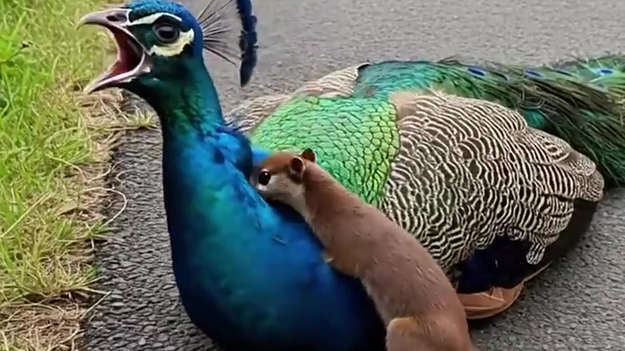 The eagle was rescued by a kind-hearted