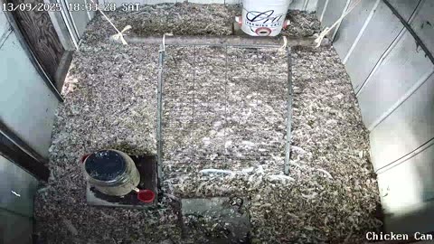Millar Time Chicken Cam