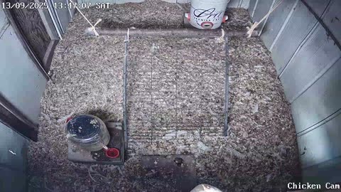 Millar Time Chicken Cam