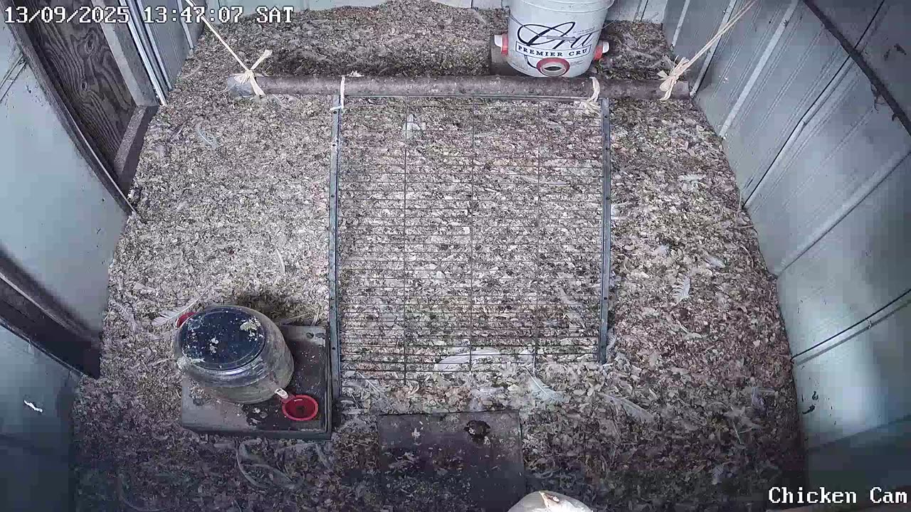 Millar Time Chicken Cam