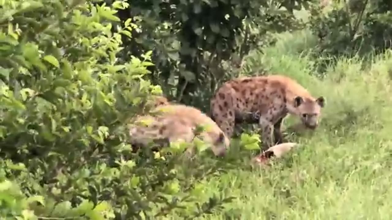 animals