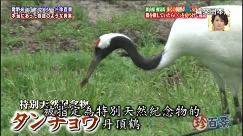 20221106_ナニコレ珍百景1