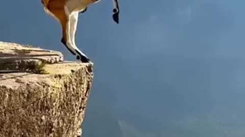 goat jump over mom
