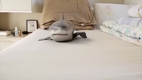 Cute Baby Shark