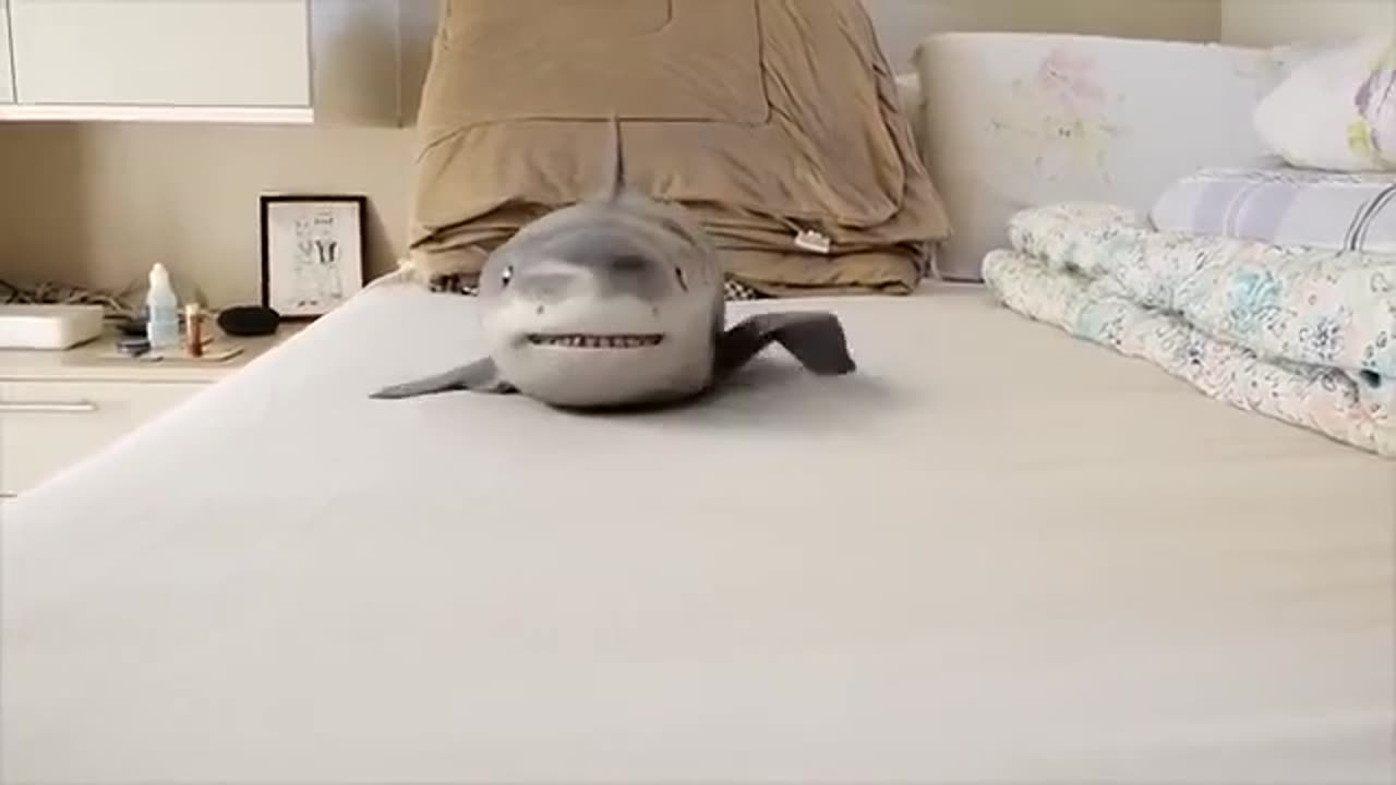 Cute Baby Shark