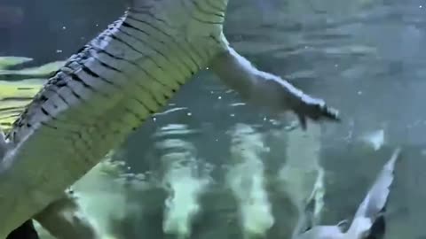 Unique world of fish 🐠🐟