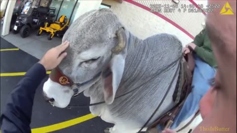 Alliance Police responds to call of man riding bull in parking lot