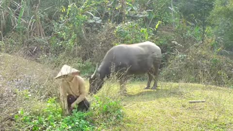 A hardworking village girl working