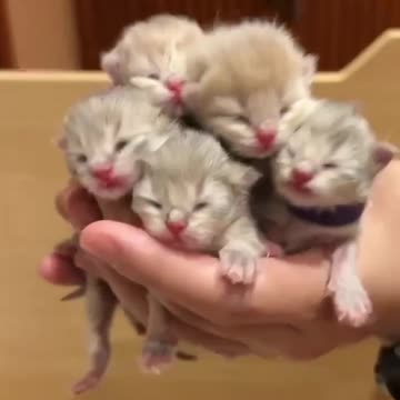 📹 Trending Chinese Viral Videos | Funny, Emotional & Shocking Moments