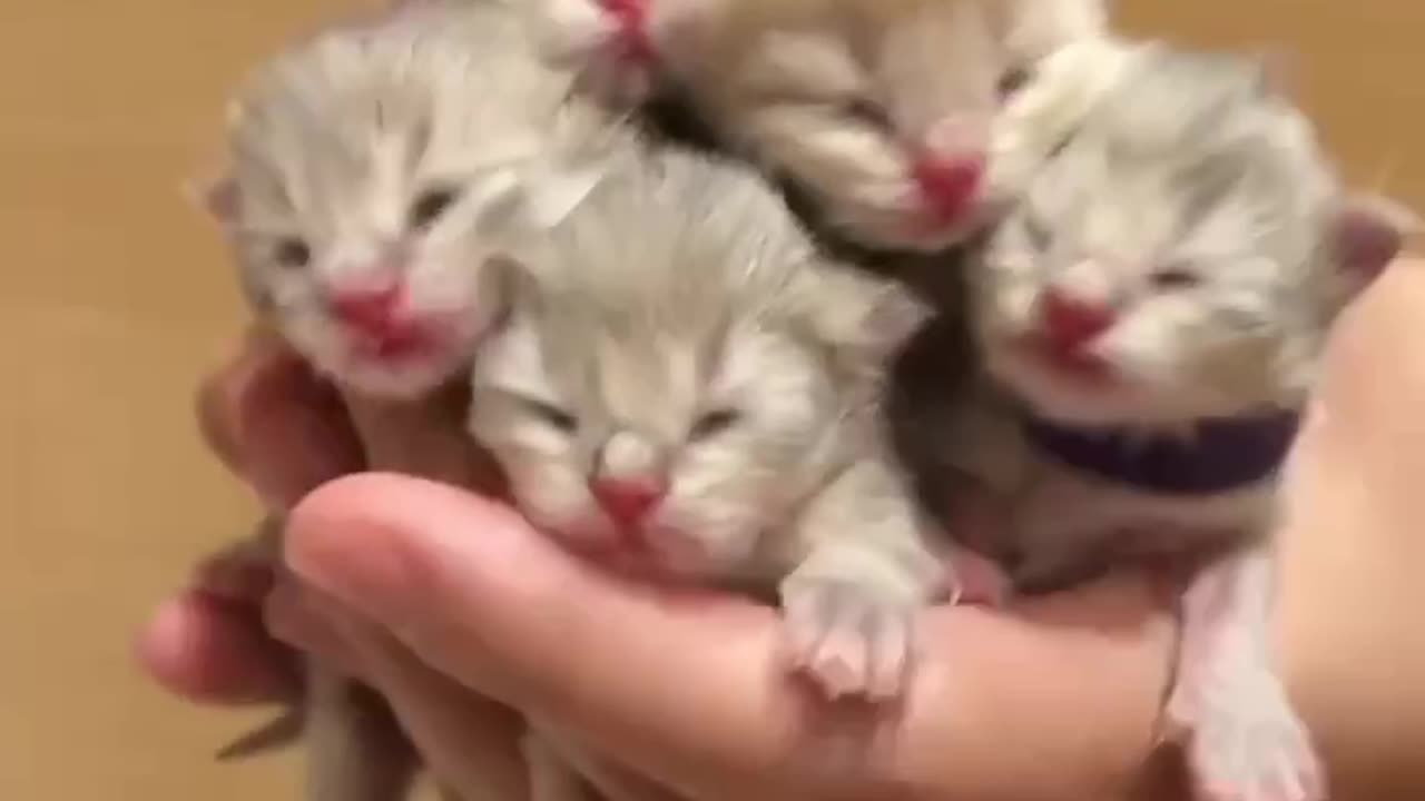 📹 Trending Chinese Viral Videos | Funny, Emotional & Shocking Moments