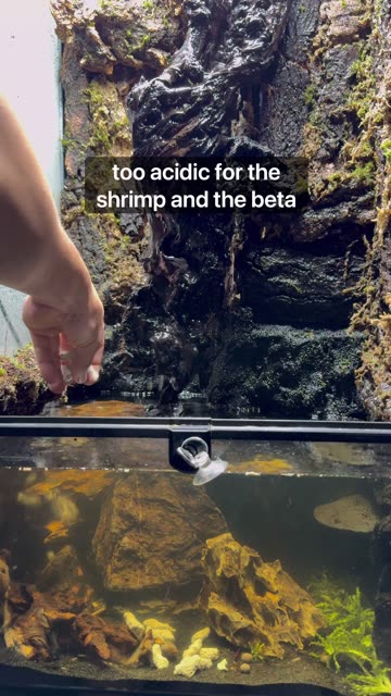 Betta Fish Paludarium