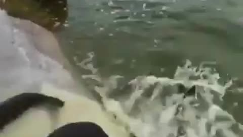 💋 Fishes being released for Breeding