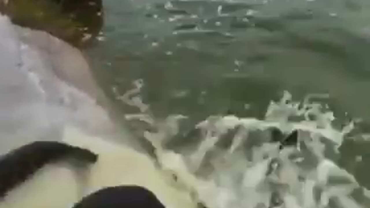 💋 Fishes being released for Breeding