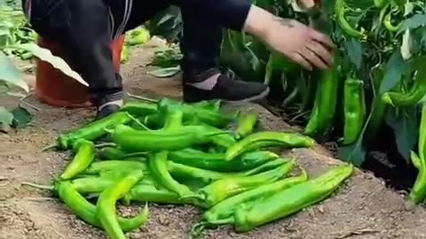OMG