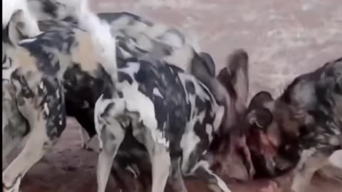 A pack of jungle dogs preys on a pig 😱