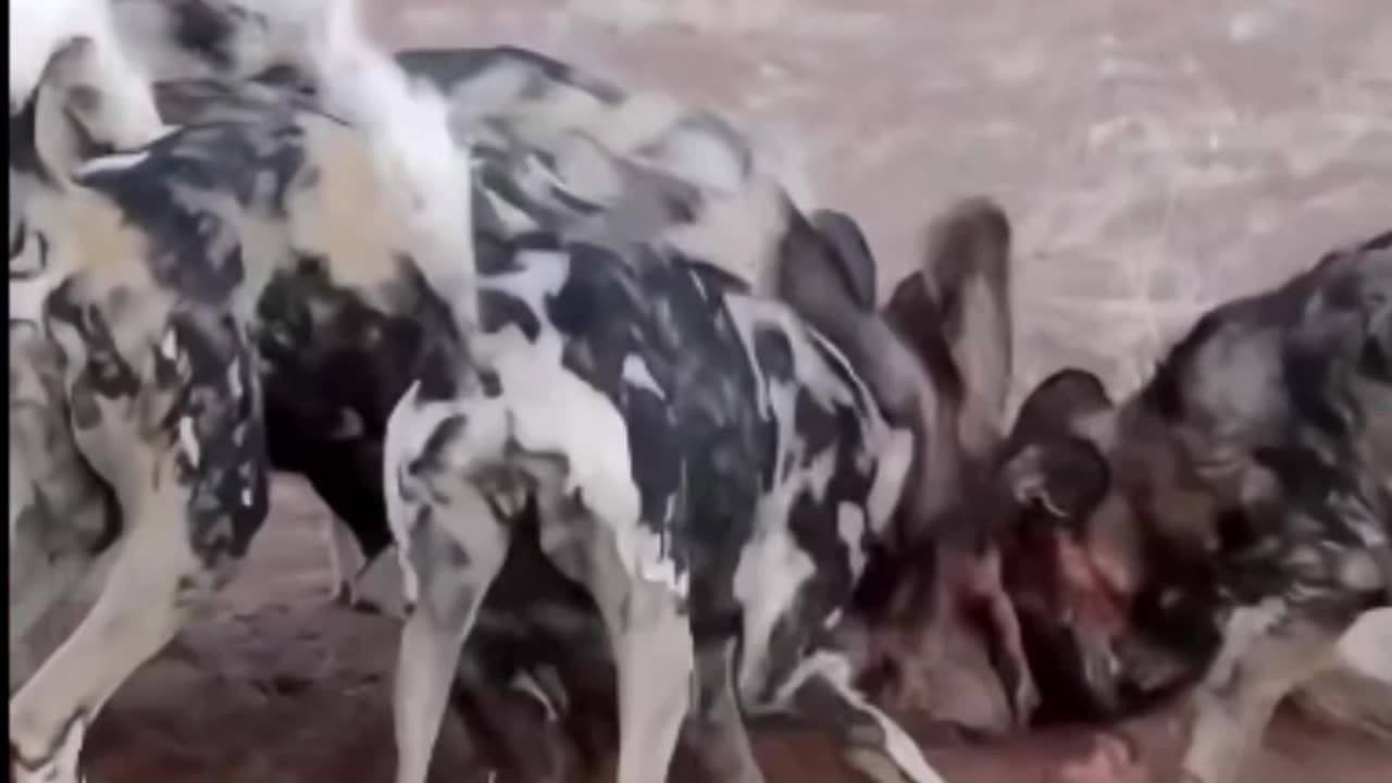 A pack of jungle dogs preys on a pig 😱