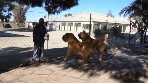 The Raw Strength of South Africa’s Boerboel