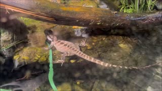 Gippsland Water Dragon