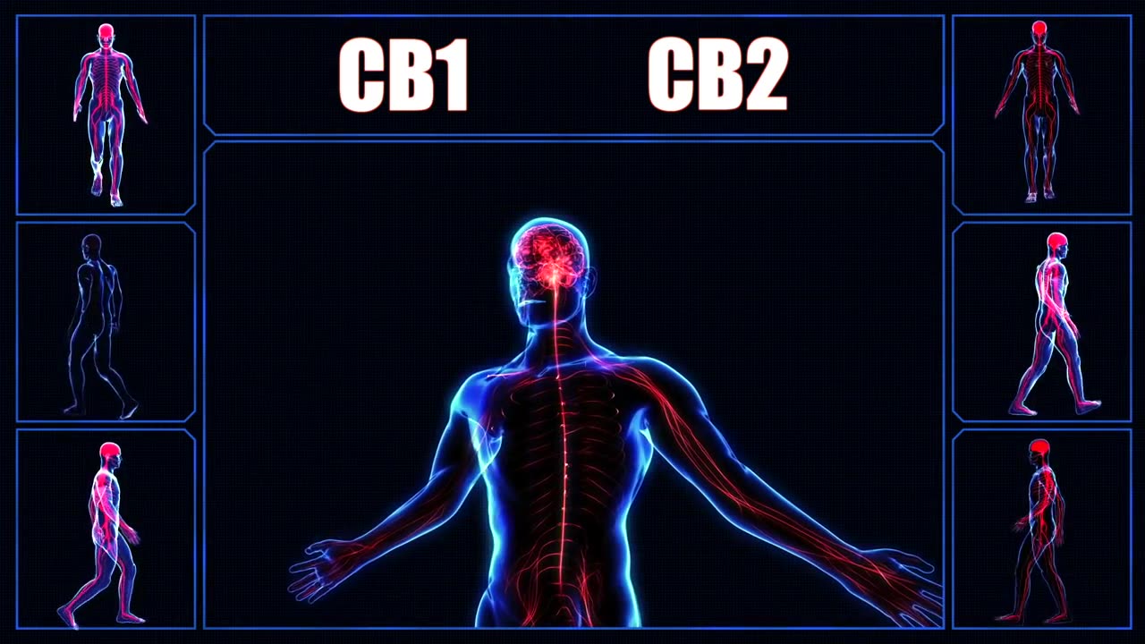 CANNABASICS - THE ENDOCANNABINOID SYSTEM