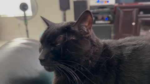 Cute Precious Piper is My Personal Security Guard - Adopting a Cat from a Shelter Vlog