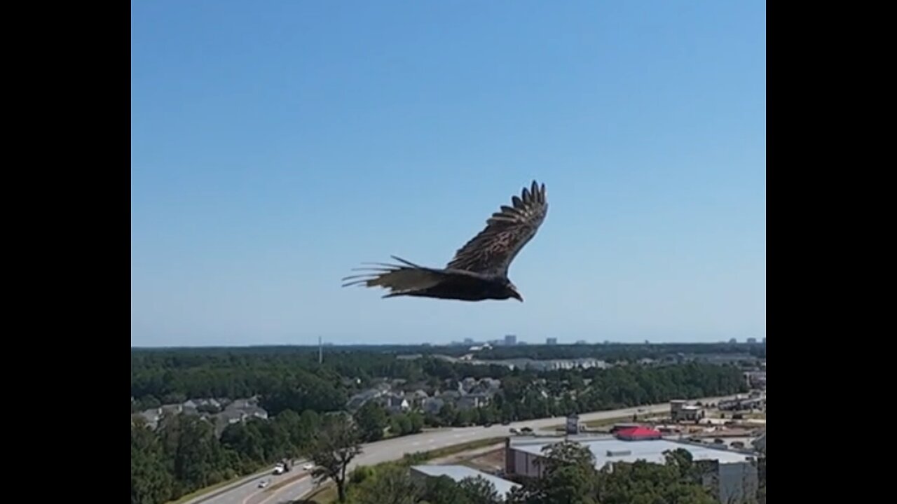 🦅 Classique Sonata 9 - Chopin 🦅