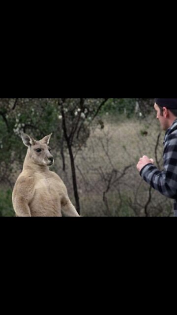 "Roo's Are Jacked"💪Kangaroos In Australia