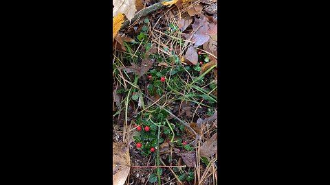 What Kind Of Berrys Are These? Are They Edible