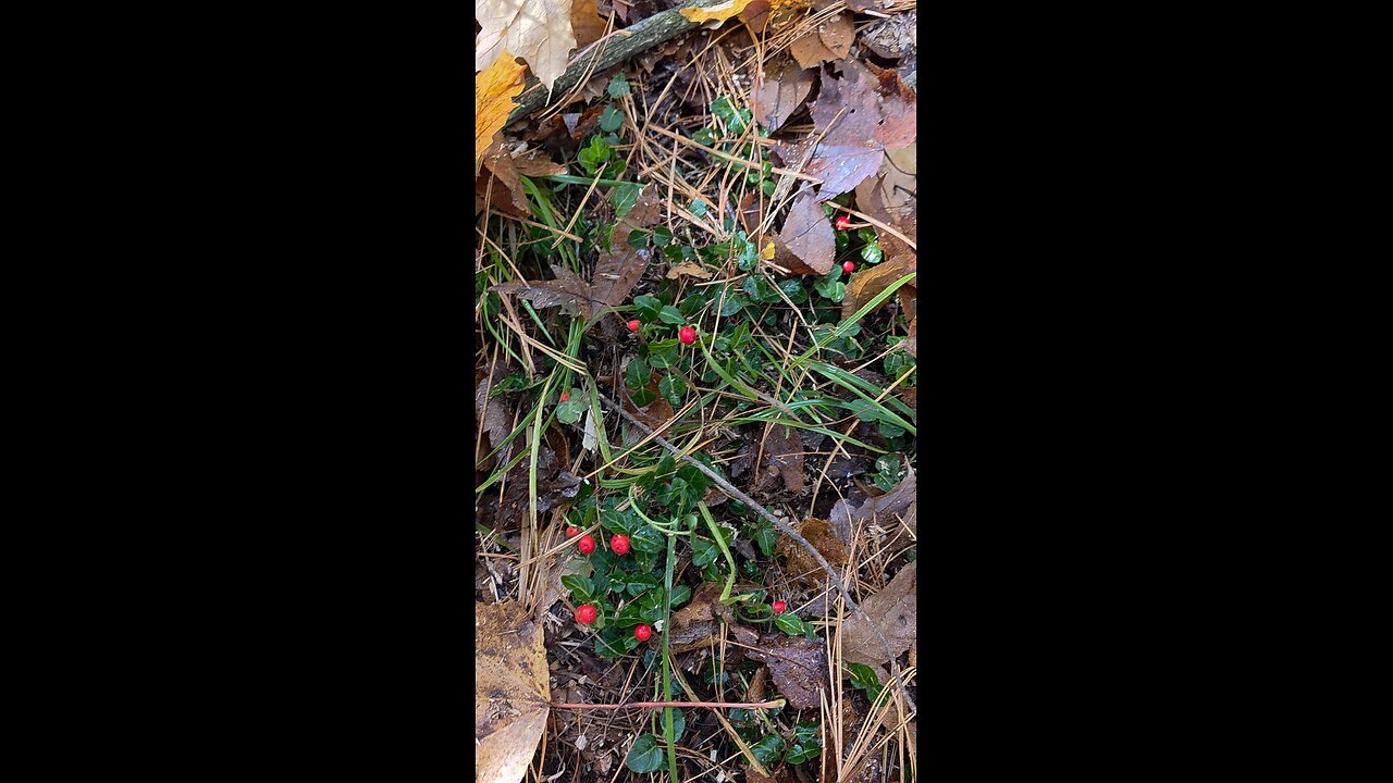 What Kind Of Berrys Are These? Are They Edible