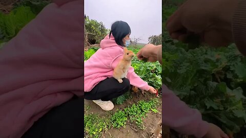 A little rabbit that grew up in the countryside. Cute pet debut plan. Rabbit. Cute little pet in