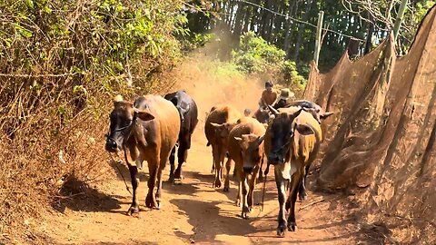 lost cow. /music funny montagnard