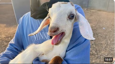 GOATS are on Earth to MAKE US LAUGH 🤣 FUNNIEST ANIMALS Video