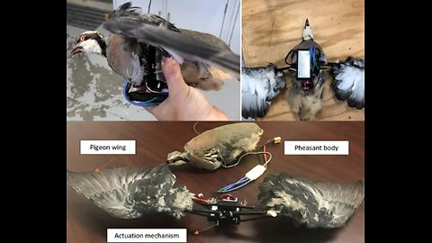 The Bird Drones and The Japanese Hibagon