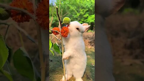 Little rabbit eating mulberry fruit. Cute pet debut plan. Rabbit rural cute pet