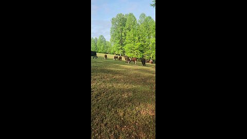Cows and calves 2025.