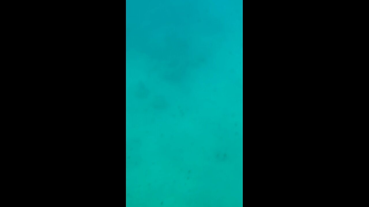 under the sea i will go pee 😆