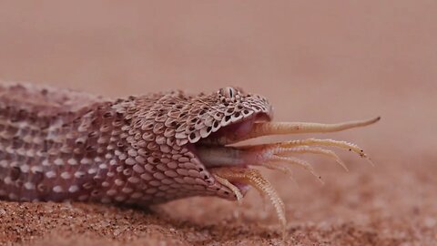 सांप की रहस्यमयी दुनिया 🐍 | Snake Facts in Hindi