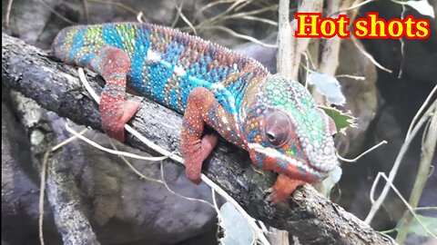 Multicolored animals of Asia