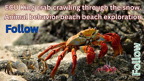 ECU King CRAB crawling through the snow. Animal behavior beach beach exploration CRAB .